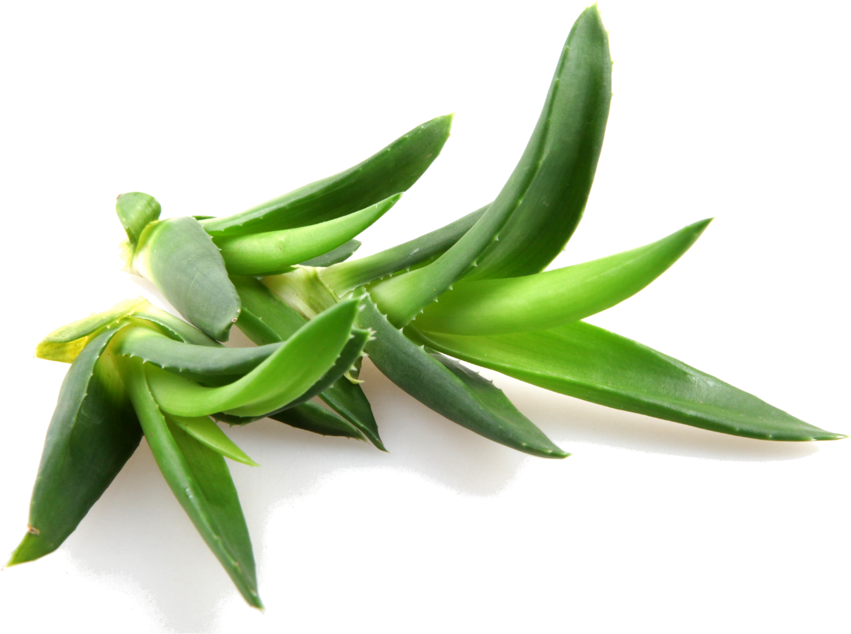 Aloe Vera Contains Over 100 Natural Amino Acids, Vitamins, - Promotion Succulents Seed, Mesa Aloe Polyphylla Rotation (1378x949), Png Download