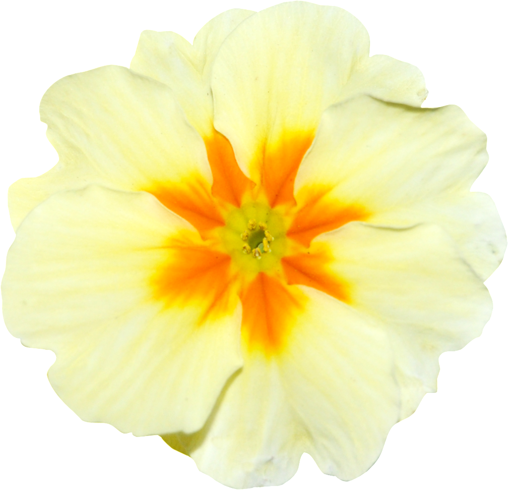 Png De La Luz Flores Amarillas Png Transparente - Portable Network Graphics (1024x989), Png Download