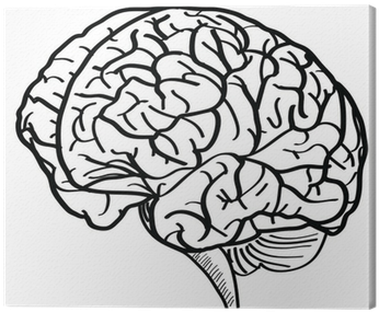 Human Brain Vector Outline Sketched Up - Brain Vector (400x400), Png Download