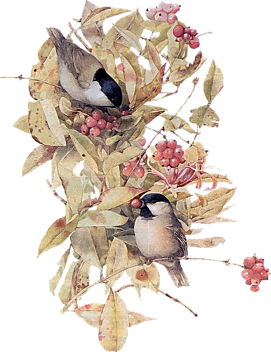 Marjolein Bastin More - Droll Yankees Nb-ctw100 Nurturing Generations 10in. (386x500), Png Download