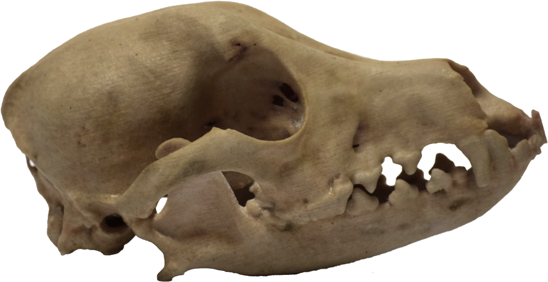 3d Printed Dog Skull Side View - Boar (1080x556), Png Download