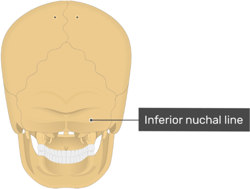 Posterior View Of The Inferior Nuchal Line Of The Skull - Superior Nuchal Line (770x406), Png Download