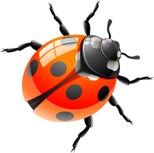 Clipart Images - Red Ladybird (500x498), Png Download