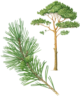 Pin D Alep Png (500x388), Png Download