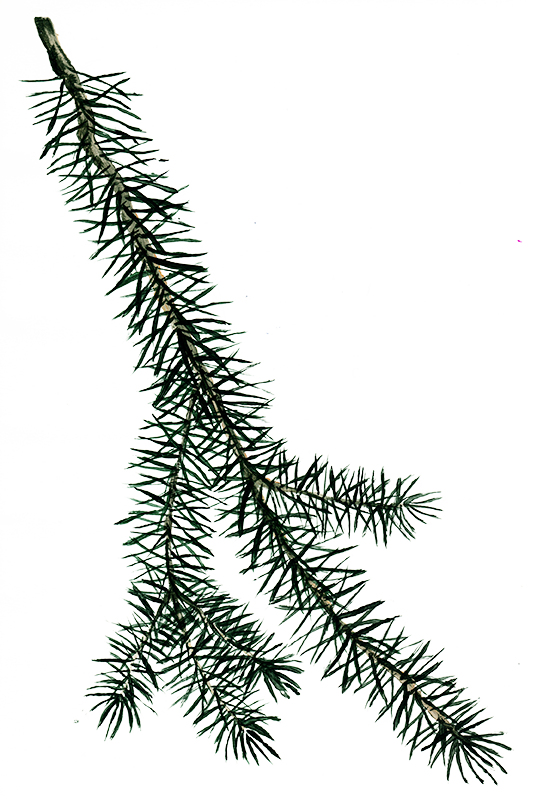 Amernoir Is A Bitter Digestif Inspired By The Style - Sitka Spruce (537x796), Png Download