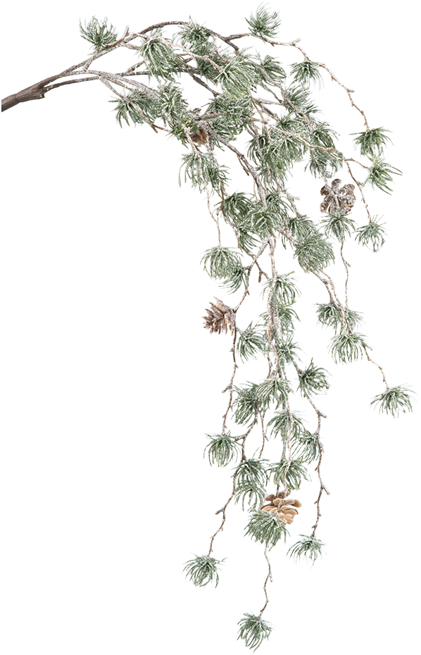 Green Pine Branch With Cones - Casuarina (1000x1000), Png Download