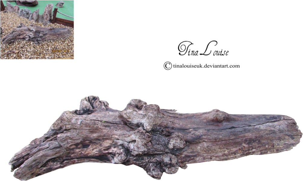 Log Png Image - Tree Log Png (1024x768), Png Download