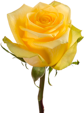 Stardust - Rose Brighton (380x430), Png Download