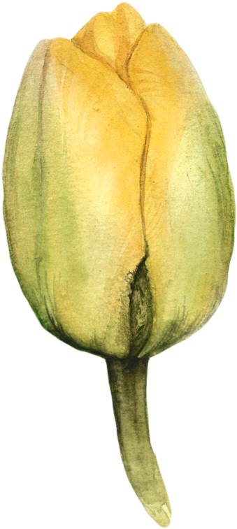 Watercolor Tulips - Tulip (495x800), Png Download