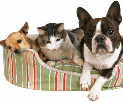 To Utilize Our Boarding Facilities, Which Include Full-sized - Re-marks Jigsaw Puzzle 100 Pieces 25cm X 25cm Holiday (399x329), Png Download