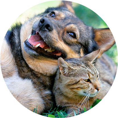Pet Friendly - Dogs And Cats (560x418), Png Download