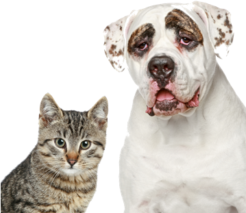 Senior Pets Png M - Brown Cat And Dog Boxer Breed - Shower Curtain (358x336), Png Download