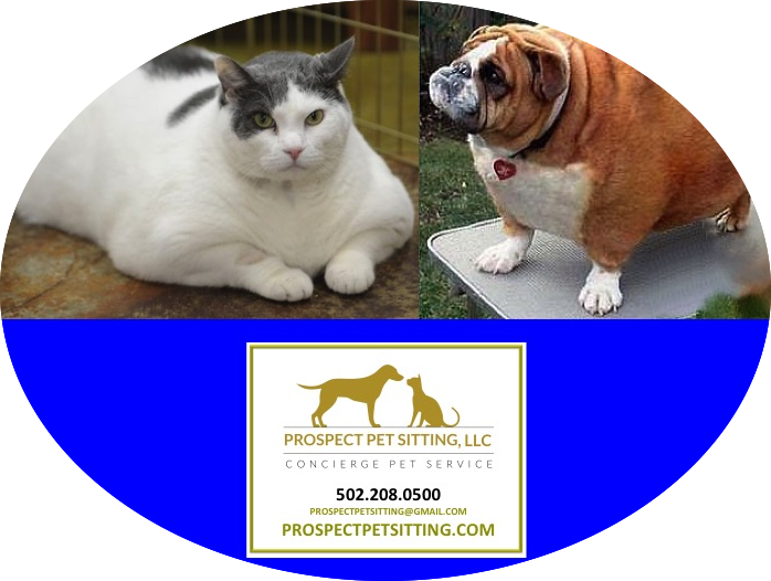 Pet Obesity On The Rise - Play It Again, Rosie! [book] (698x526), Png Download