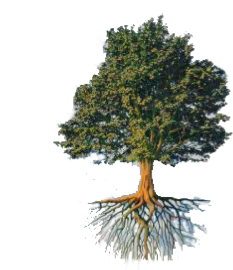 Tree And Roots Png Vector Stock - Paris Hotel And Casino (615x610), Png Download