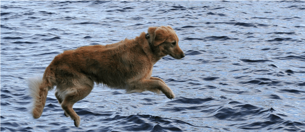 Large Healthy Pets At Augusta Valley Animal Hospital - Augusta Valley Animal Hospital (1000x594), Png Download