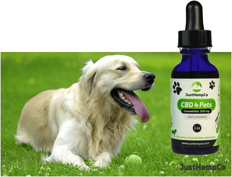 Hemp Cbd Oil For Pets - Dog In Garden (838x642), Png Download