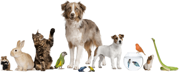 Exotic Pets - Pet Blessing (608x245), Png Download