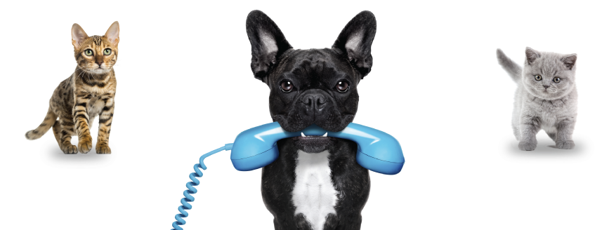We're All Here For You - French Bulldog: Artified Pets Dog Journal/notebook/diary: (1024x327), Png Download