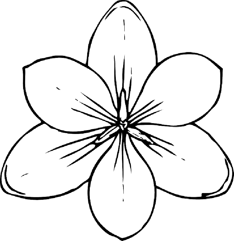 Mb Image/png - Coloring Pages Of Flowers (800x824), Png Download
