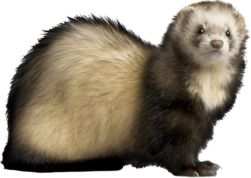 Free Png Ferret Png Images Transparent - Ferret Png (850x602), Png Download
