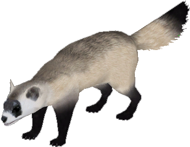 Black Footed Ferret - Black Footed Ferret No Background (371x371), Png Download