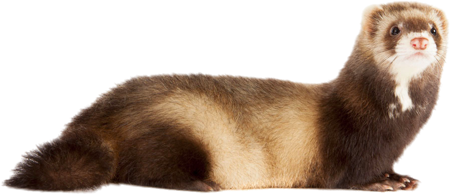 Old English Sheepdog Ferret - Pine Marten Vs Ferret (1000x666), Png Download
