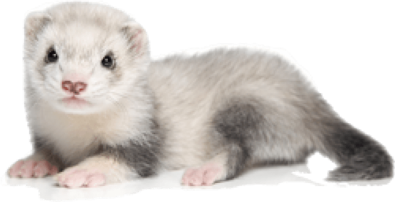 Free Png Ferret Png Images Transparent - Ferret Png (851x473), Png Download