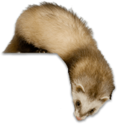 Free Png Ferret Png Images Transparent - Ferret Transparent Png (480x508), Png Download