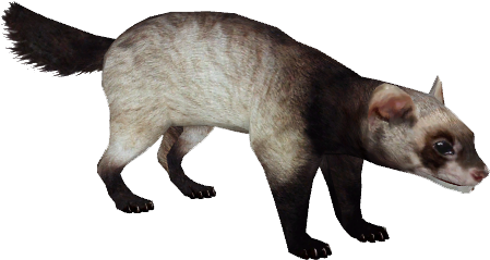 Ferret - Wiki (448x448), Png Download