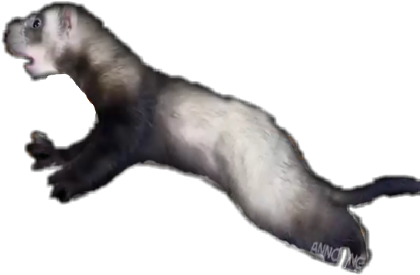North American River Otter (480x864), Png Download