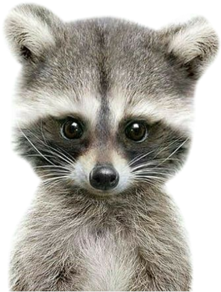 Енот Профиль (480x480), Png Download