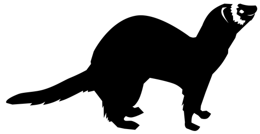Mink Drawing Polecat - Ferret (618x800), Png Download