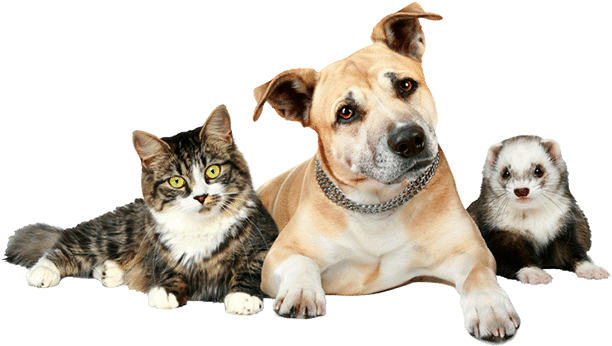 Dog Cat And Ferret (643x356), Png Download