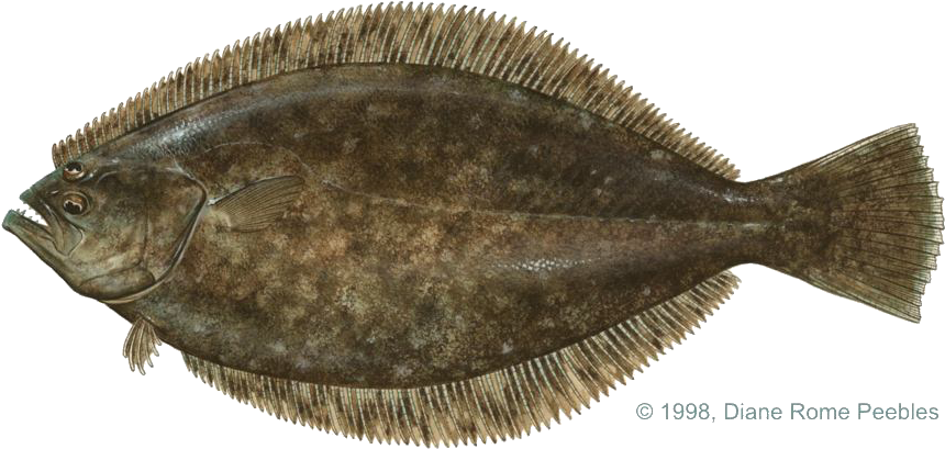 All-tackle World Records - Flat Fish With Eyes On Same Side (900x454), Png Download