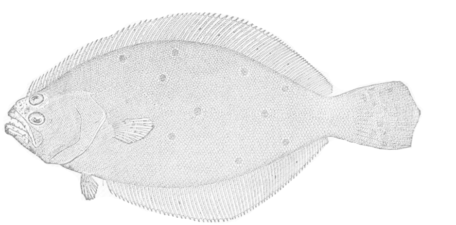 Summer Flounder (1000x714), Png Download