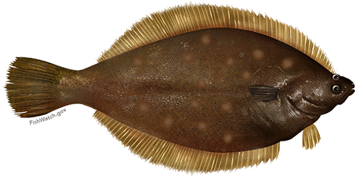Yellowtail Flounder - Flatfish Png (640x427), Png Download