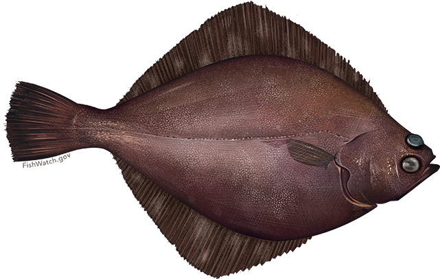 Flathead Sole (640x427), Png Download
