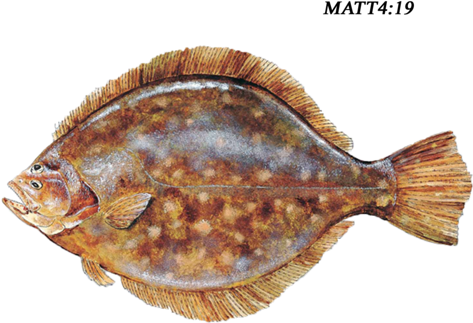 Download Southern Flounder Full Size PNG Image PNGkit