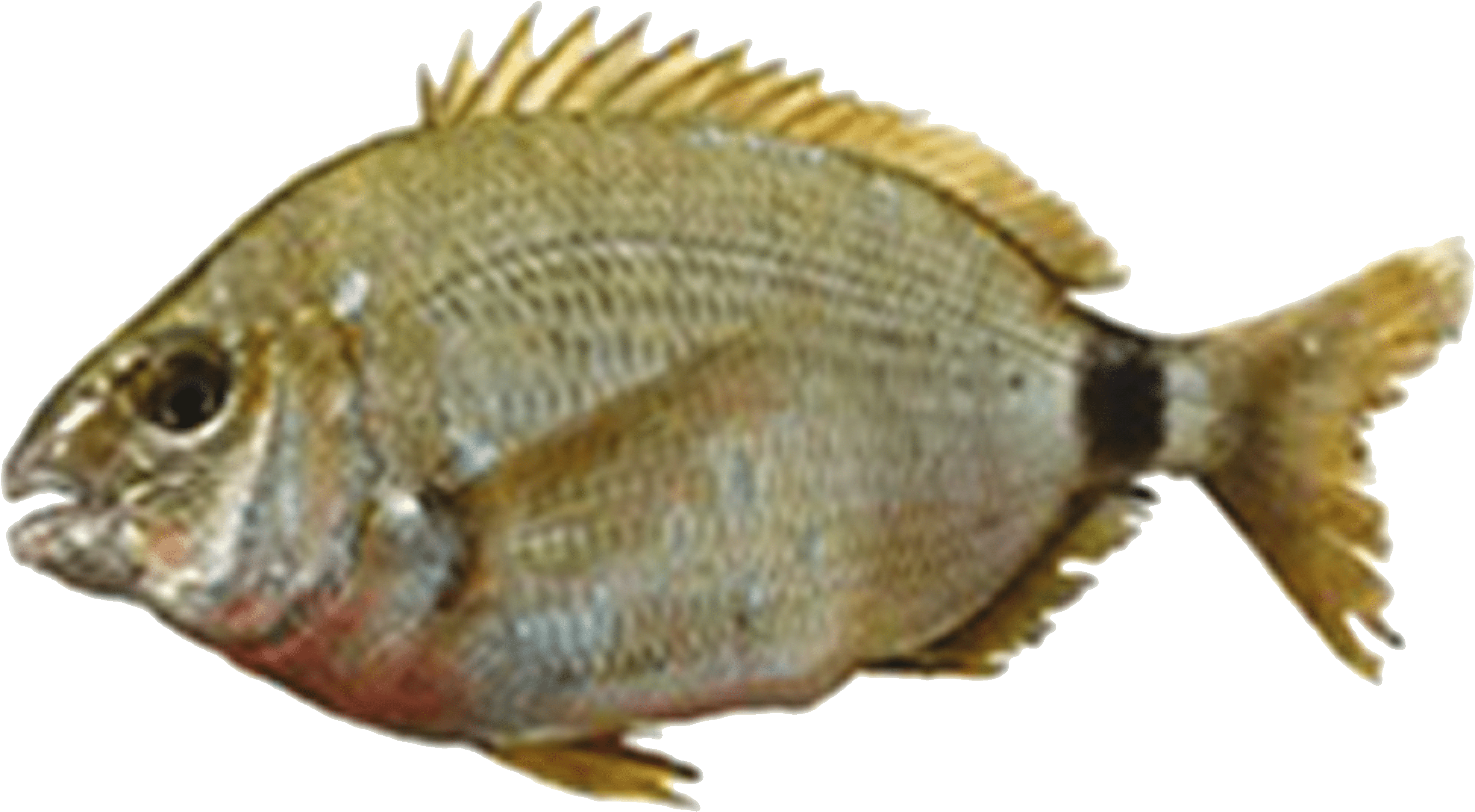 Diplodus (4724x2953), Png Download