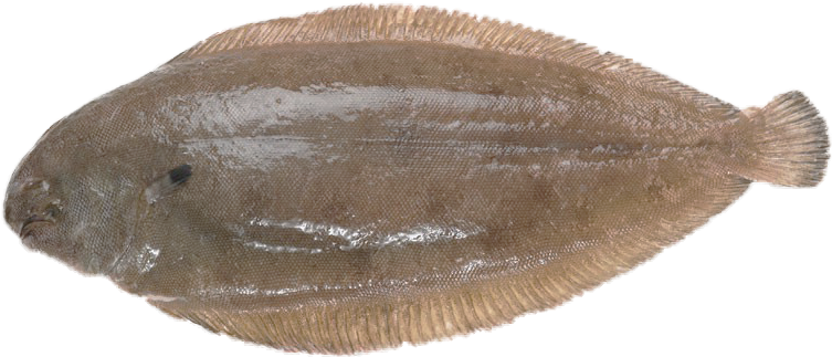 Gray Sole Glyptocephalus Cynoglossus - Sole Fish (800x530), Png Download
