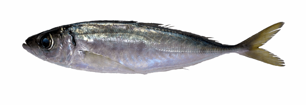 Mediterranean Horse Mackerel - Atlantic Horse Mackerel (1024x354), Png Download