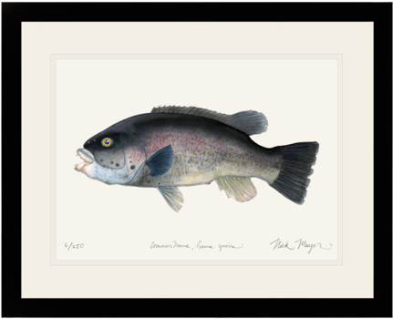 Tautog - Underwater Diving (480x401), Png Download
