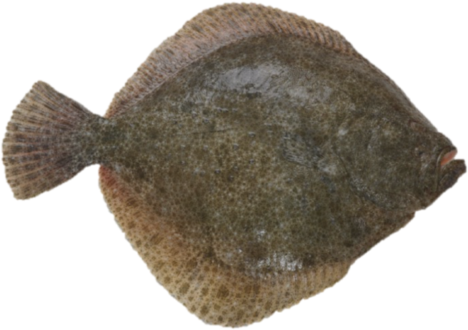 Turbot - Sole (764x508), Png Download