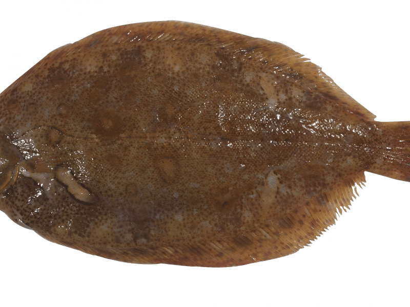 Mendo Limon Read More - Lemon Sole (800x600), Png Download
