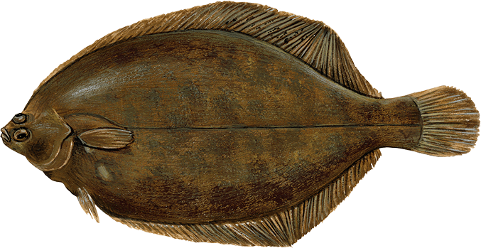 Lemon Sole (677x349), Png Download