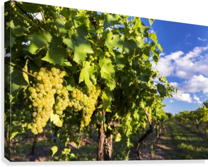 Rows Of Grape Vines With White Grapes Highlighted By (429x344), Png Download