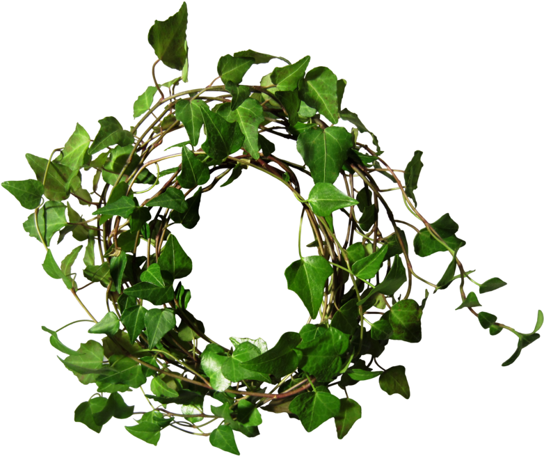 Ivy Round 1 By Black B O X - Ivy Round Png (800x685), Png Download
