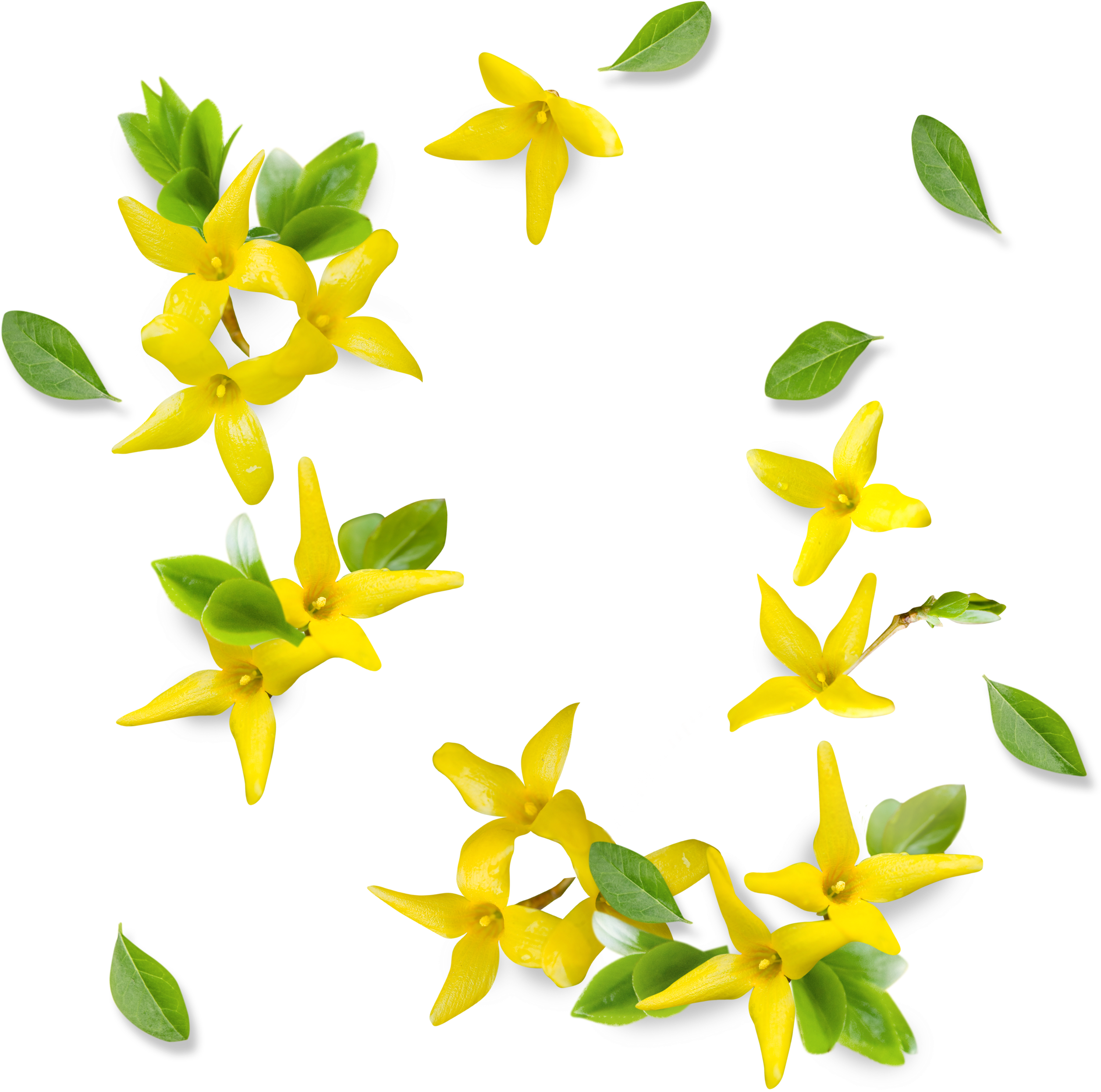 This Graphics Is Yellow Fresh Flower Decoration Vector - Yellow (4043x3689), Png Download