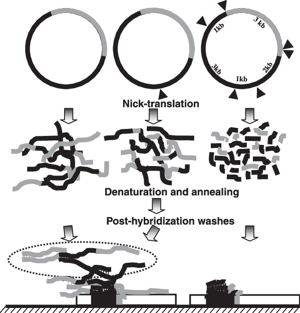 Svg Freeuse Library Schematic Diagram Of The Probe - Calligraphy (599x624), Png Download
