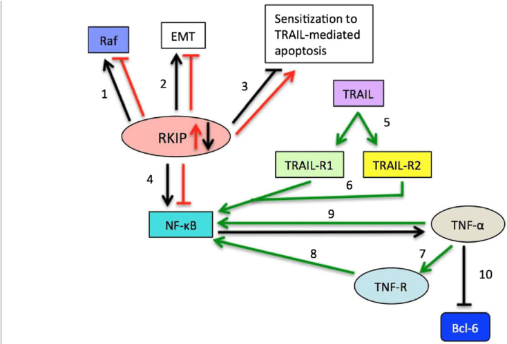 Red Arrows Depict The Interactions Of Downstream Gene - Common Fig (850x498), Png Download
